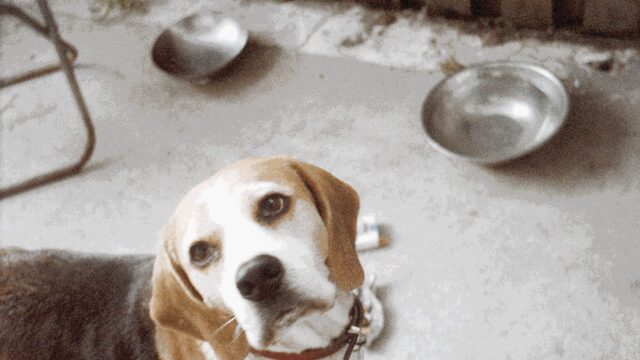 Cani senza acqua sul balcone a Ivrea: cinque proprietari multati