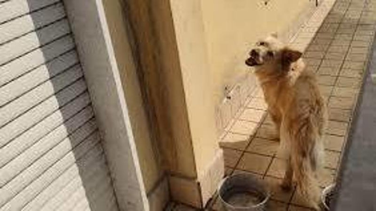 Cani senza acqua sul balcone