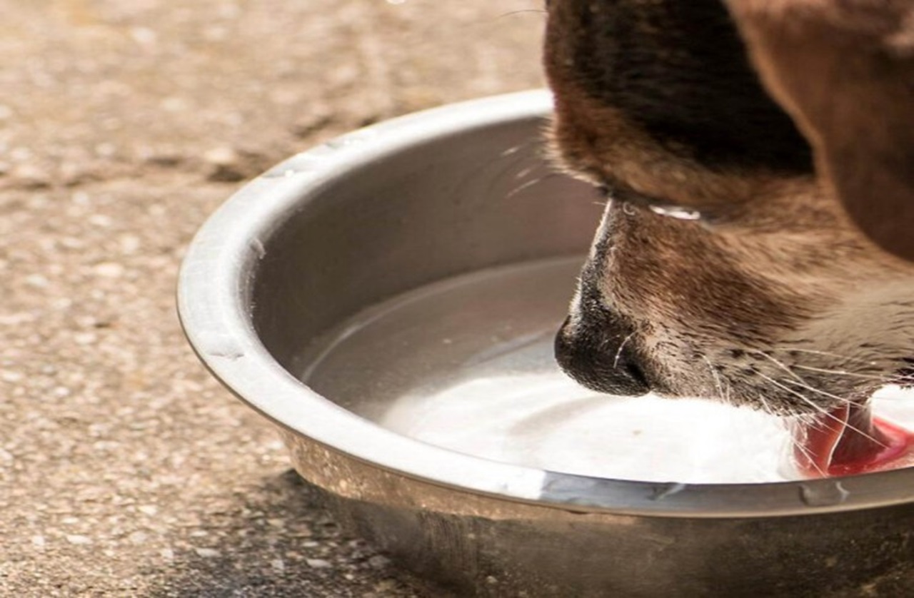 Ciotola dell'acqua del cane