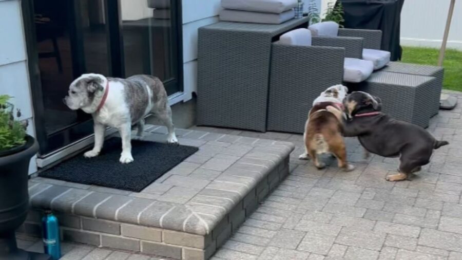 cani adulti in compagnia di un cucciolo