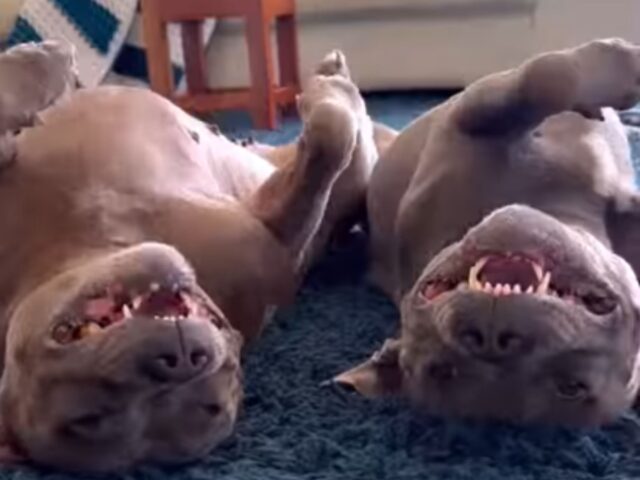 I due Staffordshire Terriers iniziano a “confabulare”: la loro discussione è tutta da vedere