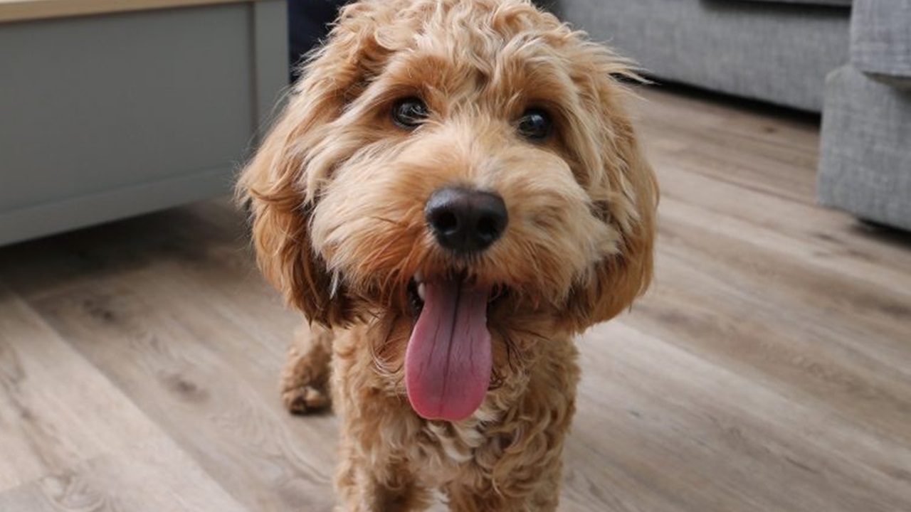 Cockapoo paralizzato