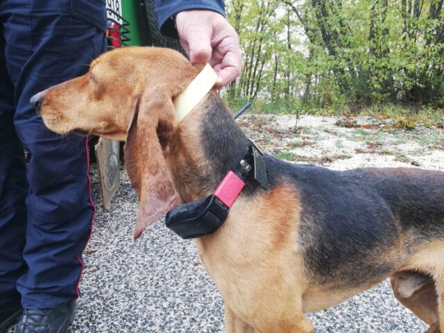 Collare elettrico al cane, un uomo di 30 anni è stato denunciato a Orvieto