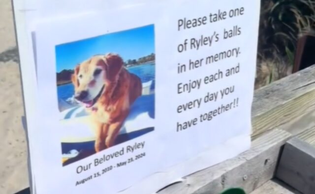 Il commovente omaggio che questa famiglia fa sulla spiaggia al defunto Golden Retriever vi farà davvero piangere (VIDEO)