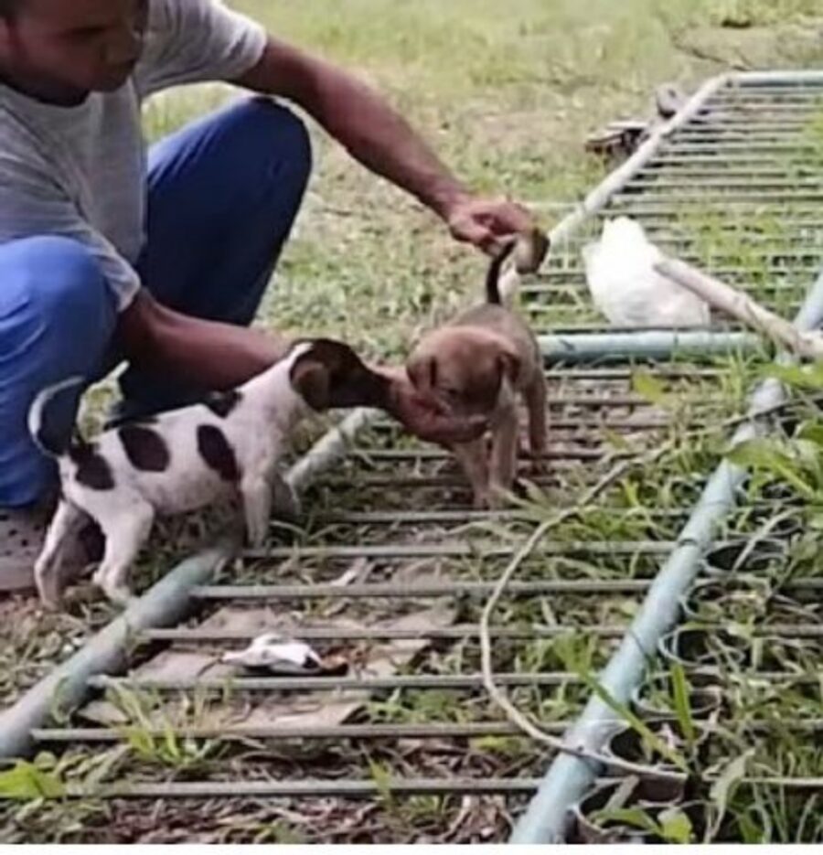 due cagnolini abbandonati