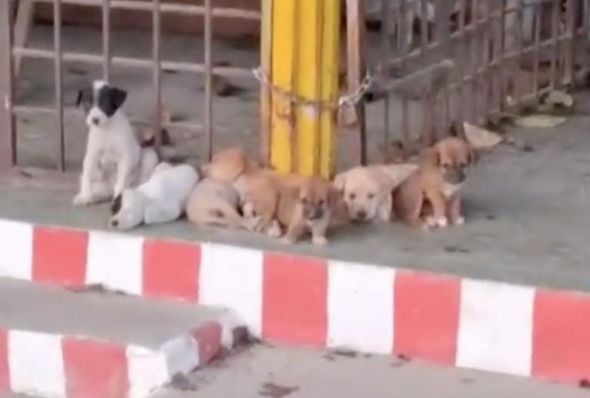 cuccioli abbandonati