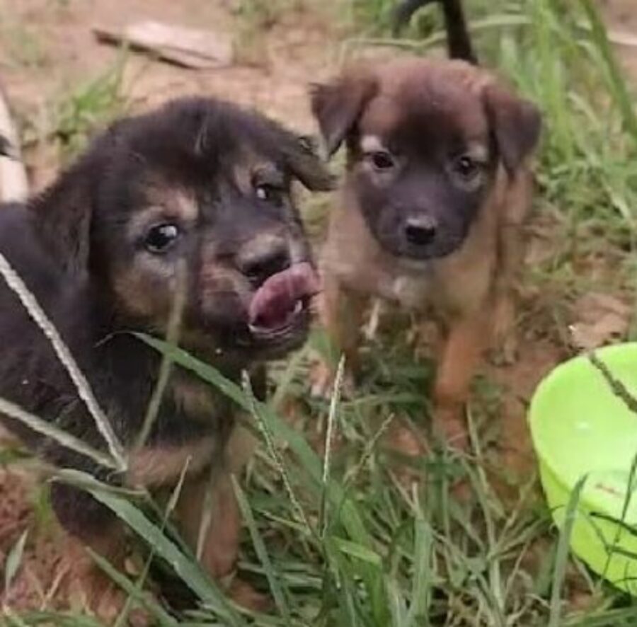 due cagnolini che mangiano