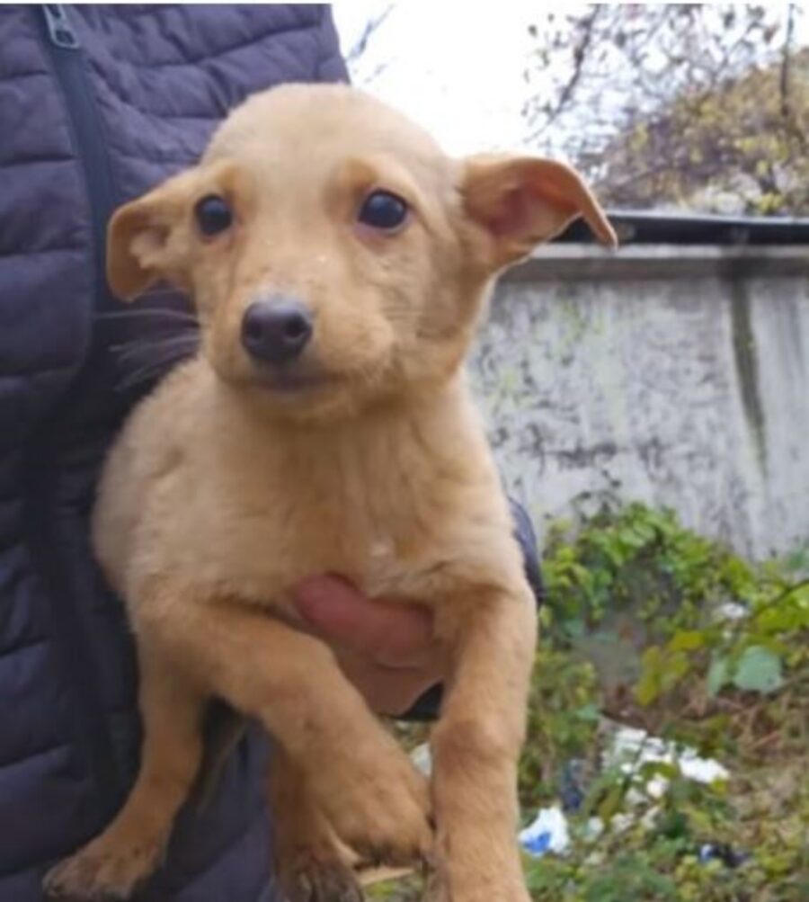 un cagnolino salvato