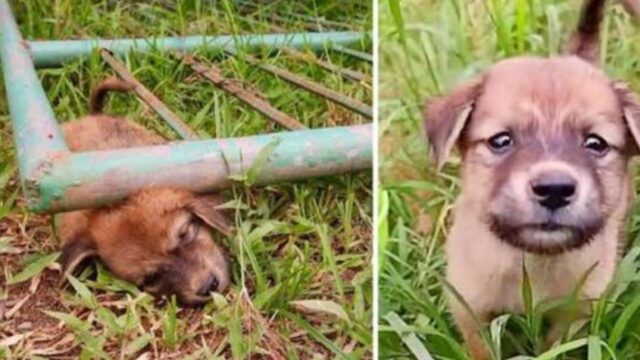 Il minuscolo cucciolo di cane era bloccato sotto un pesante cancello, rischiando di soffocare