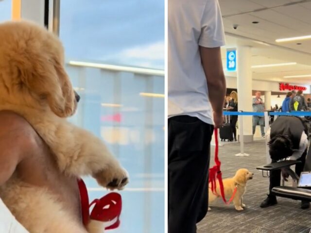 Il primo viaggio in aereo del cucciolo di Golden Retriever è un’esperienza che vorrà sicuramente ripetere