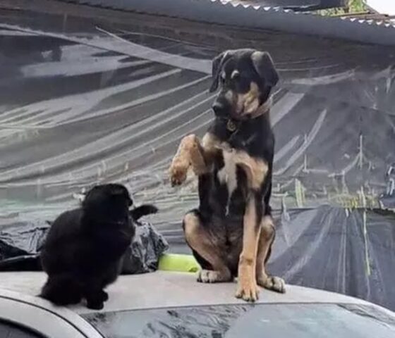 Cucciolo di cane allevato insieme al gatto: ecco come è cresciuto