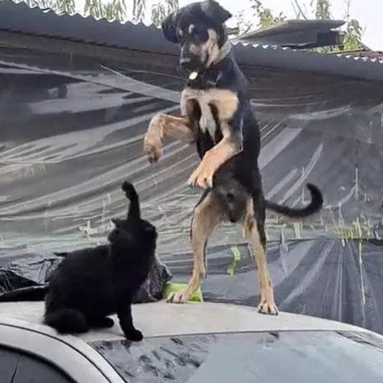 Cane saltella con il gatto