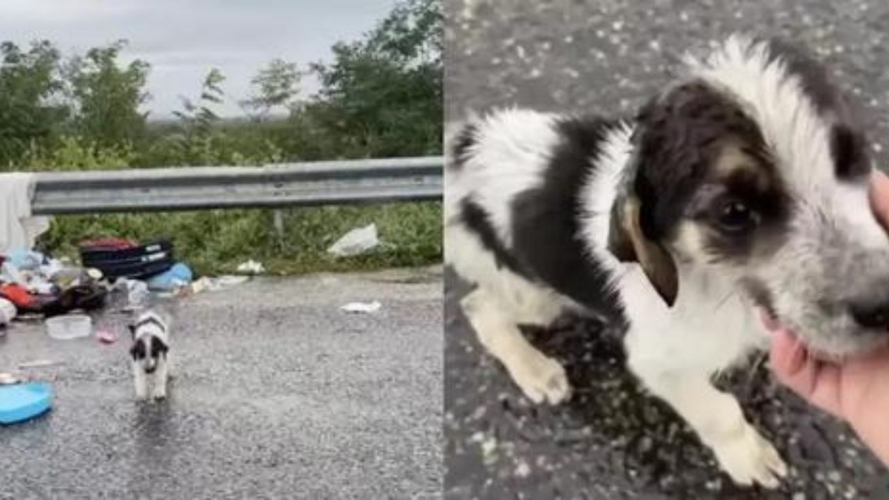 cucciolo in strada