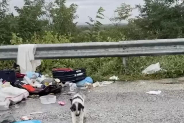 Un cane randagio cercava cibo nella spazzatura sotto la pioggia battente, finché non è intervenuta un’anima buona