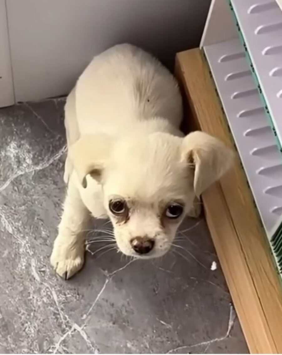 un cagnolino randagio dal mantello bianco