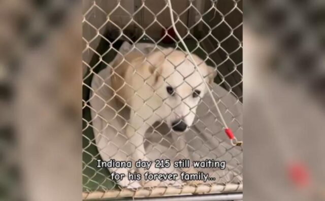 Il doloroso cambiamento del cane in rifugio: la differenza tra il primo giorno e il duecentesimo (VIDEO)