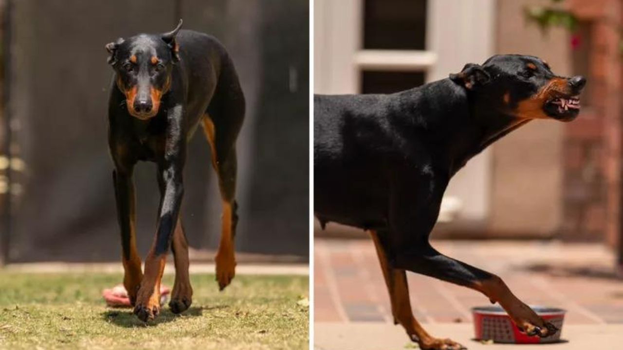 cane doberman