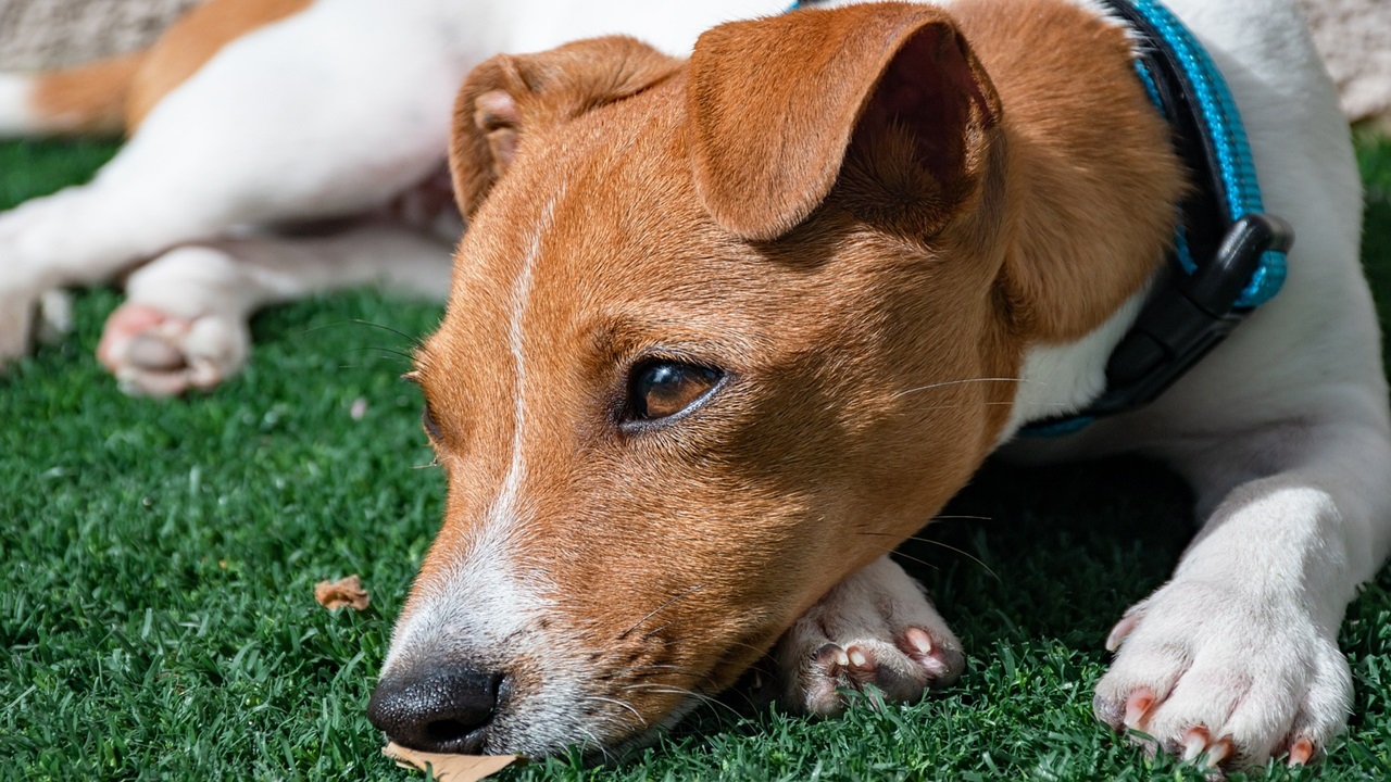 Jack Russell triste