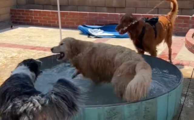 Festa in piscina per il Golden Retriever: lui sì che sa proprio come godersi la vita (VIDEO)