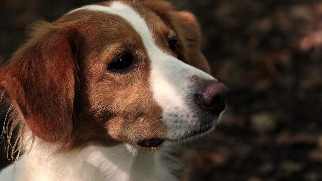 Cane curioso