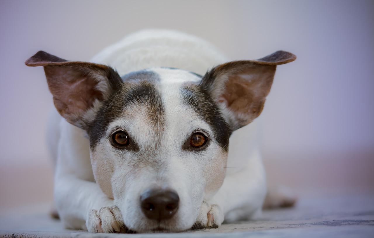 Cane sdraiato per terra