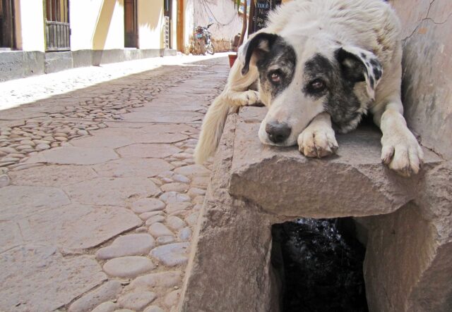 Google Street View per trovare i cani randagi: l’esperimento in Perù