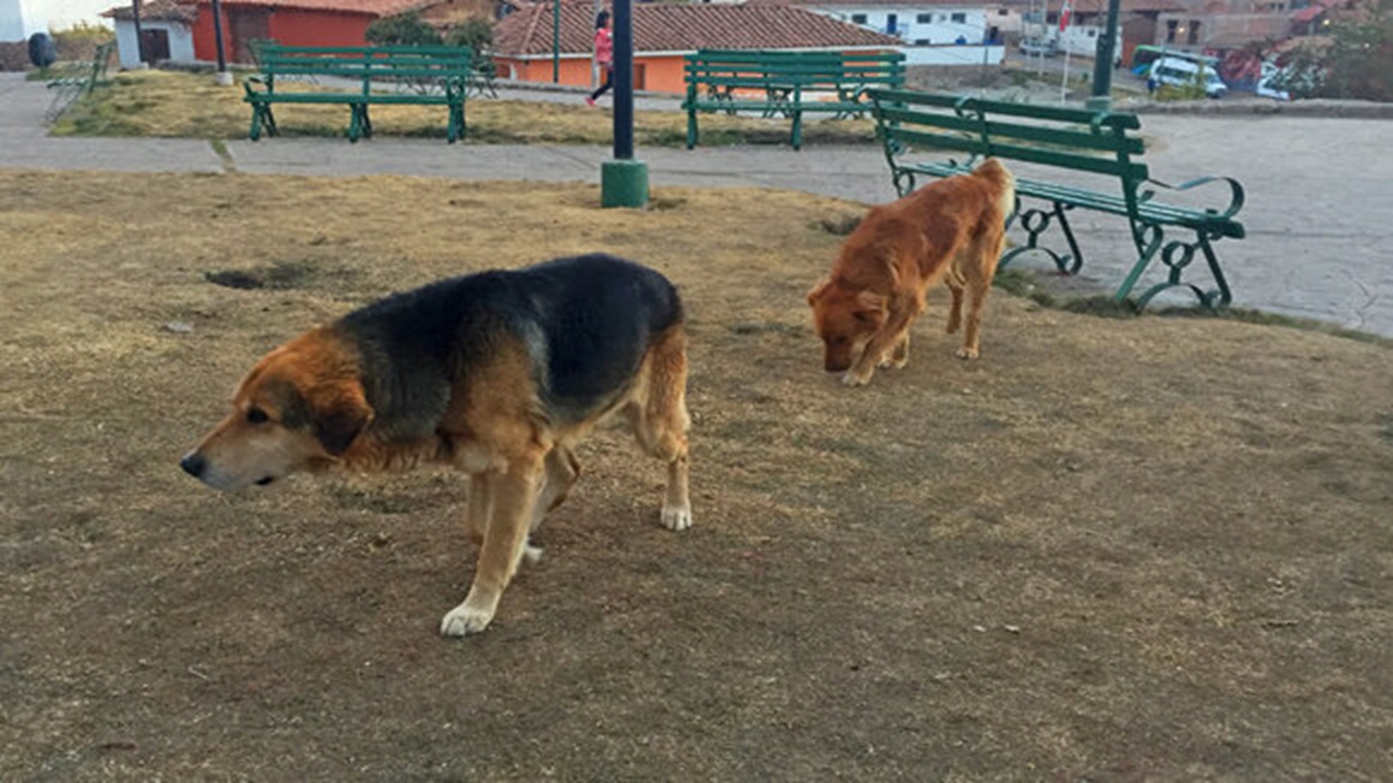 Google Street View cani randagi