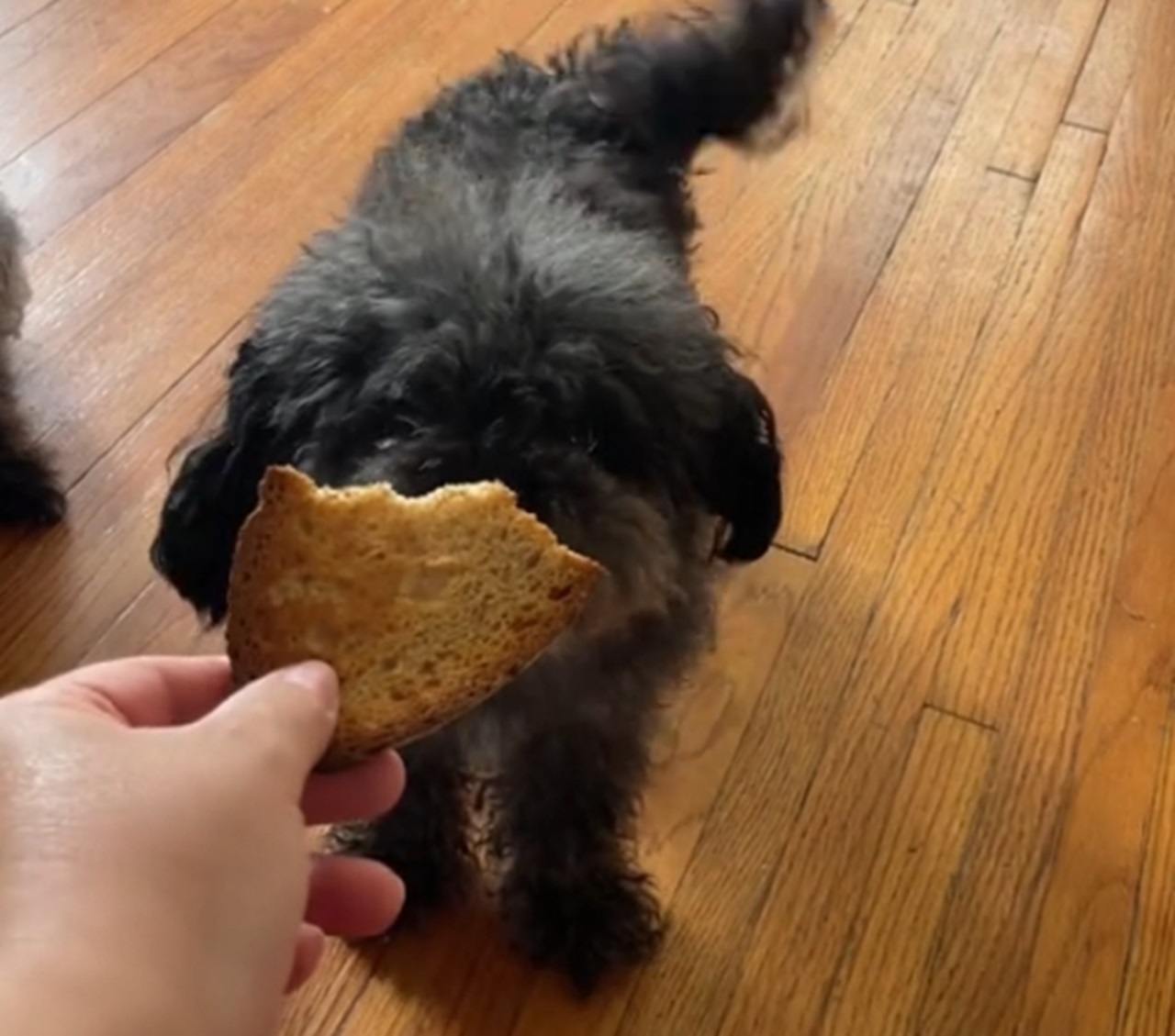 donna dà il pane al cane