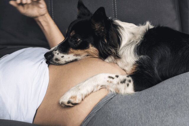 Donna incinta si vede rubare la scena dal cane nell’annuncio della gravidanza