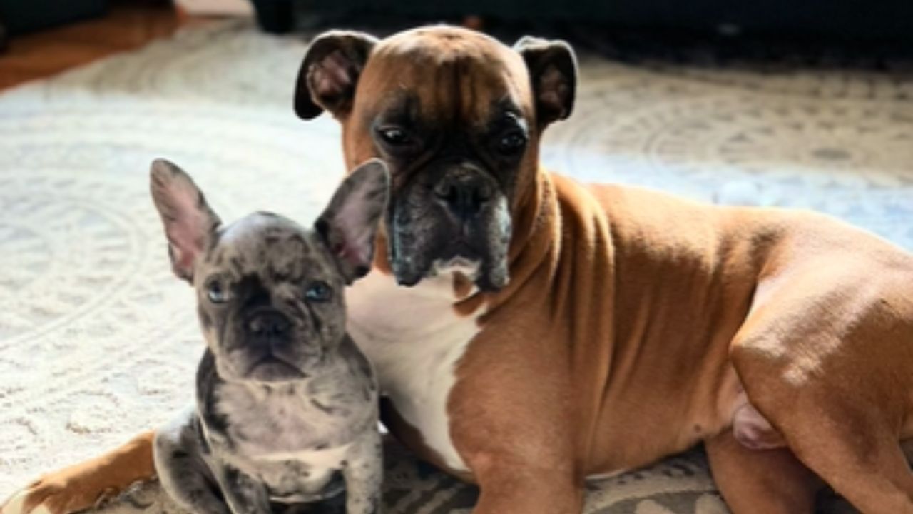 boxer e bulldog