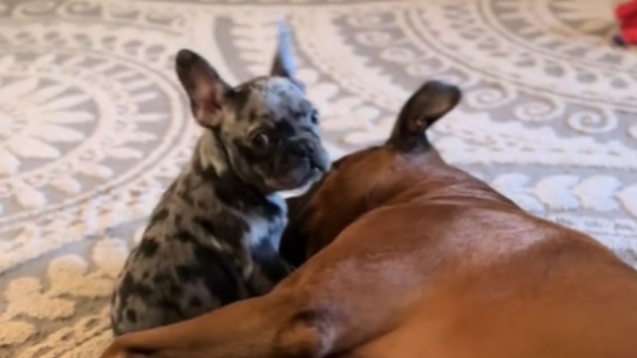 cucciolo e boxer