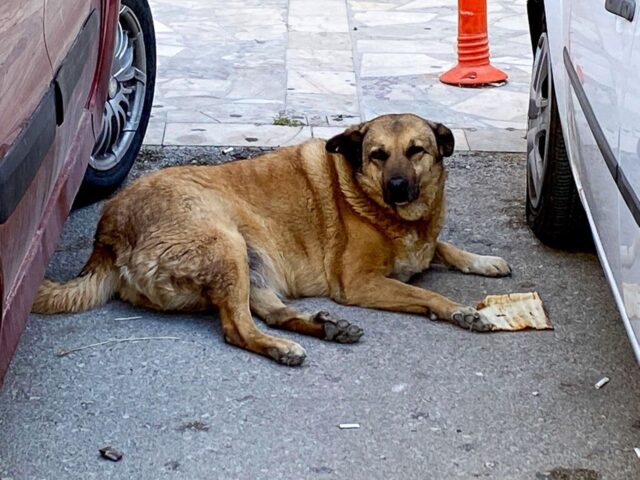 Legge contro i cani randagi approvata in Turchia: per gli amanti degli animali sarà una strage