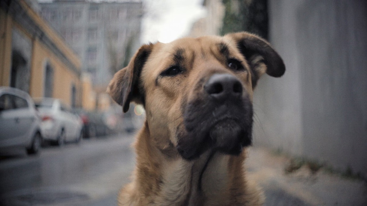 Cani randagi in Turchia