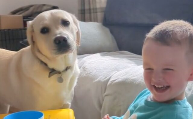 Il Labrador che chiacchiera amabilmente con il suo piccolo migliore amico ha davvero fatto sciogliere tutti
