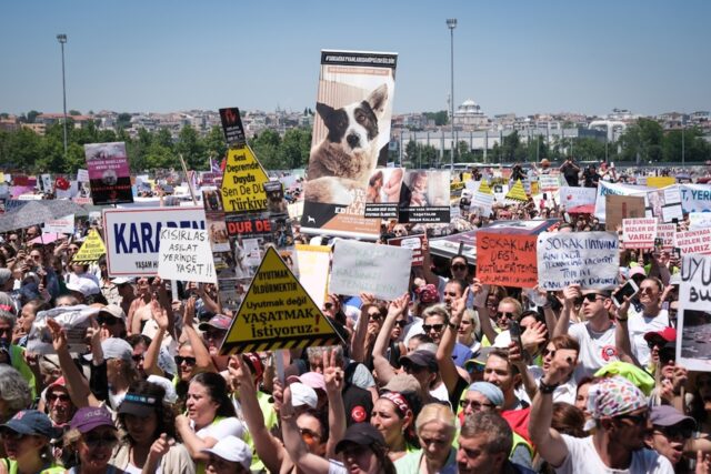 Milioni di cani randagi rischiano la soppressione in Turchia