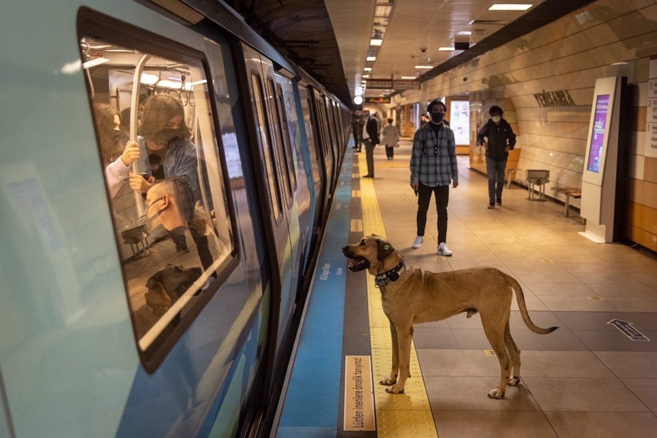 Cane randagio in metro