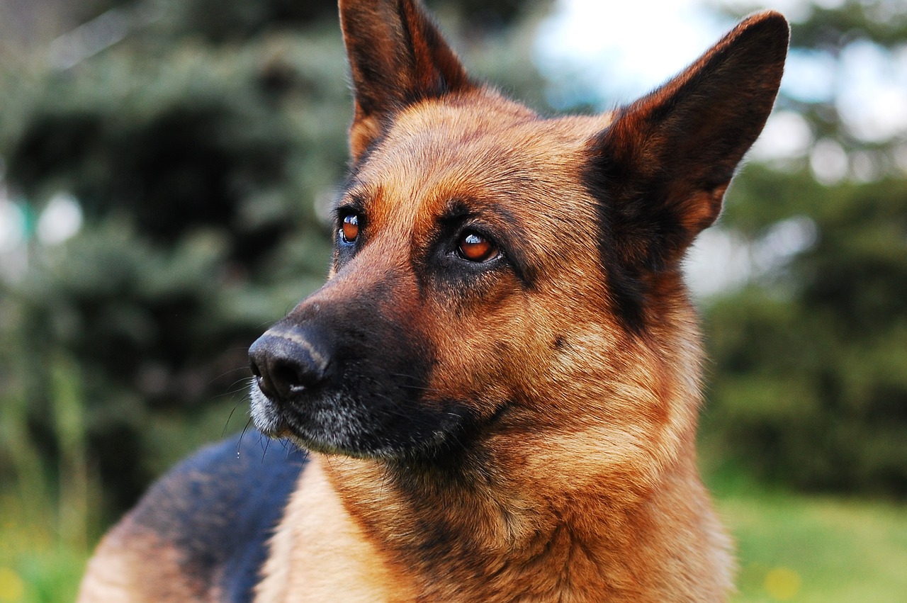 Cane di razza Pastore Tedesco