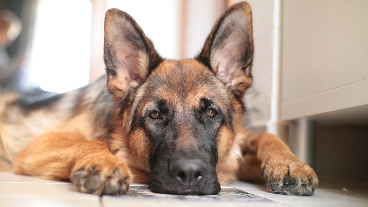 cane vegliato corpi