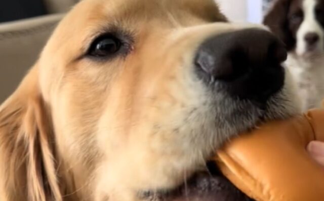 Questo cane si comporta da perfetto gentiluomo quando la sua mamma umana gli offre un panino (VIDEO)