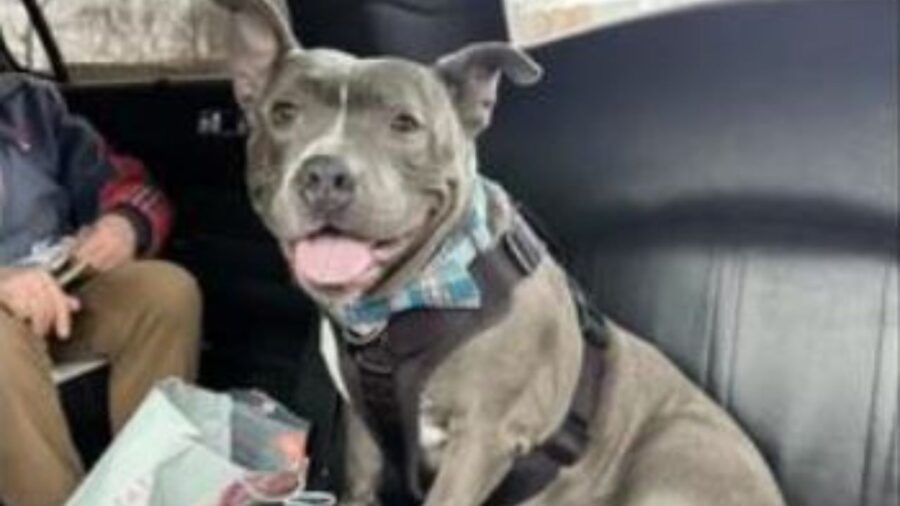 un Pitbull seduto in auto