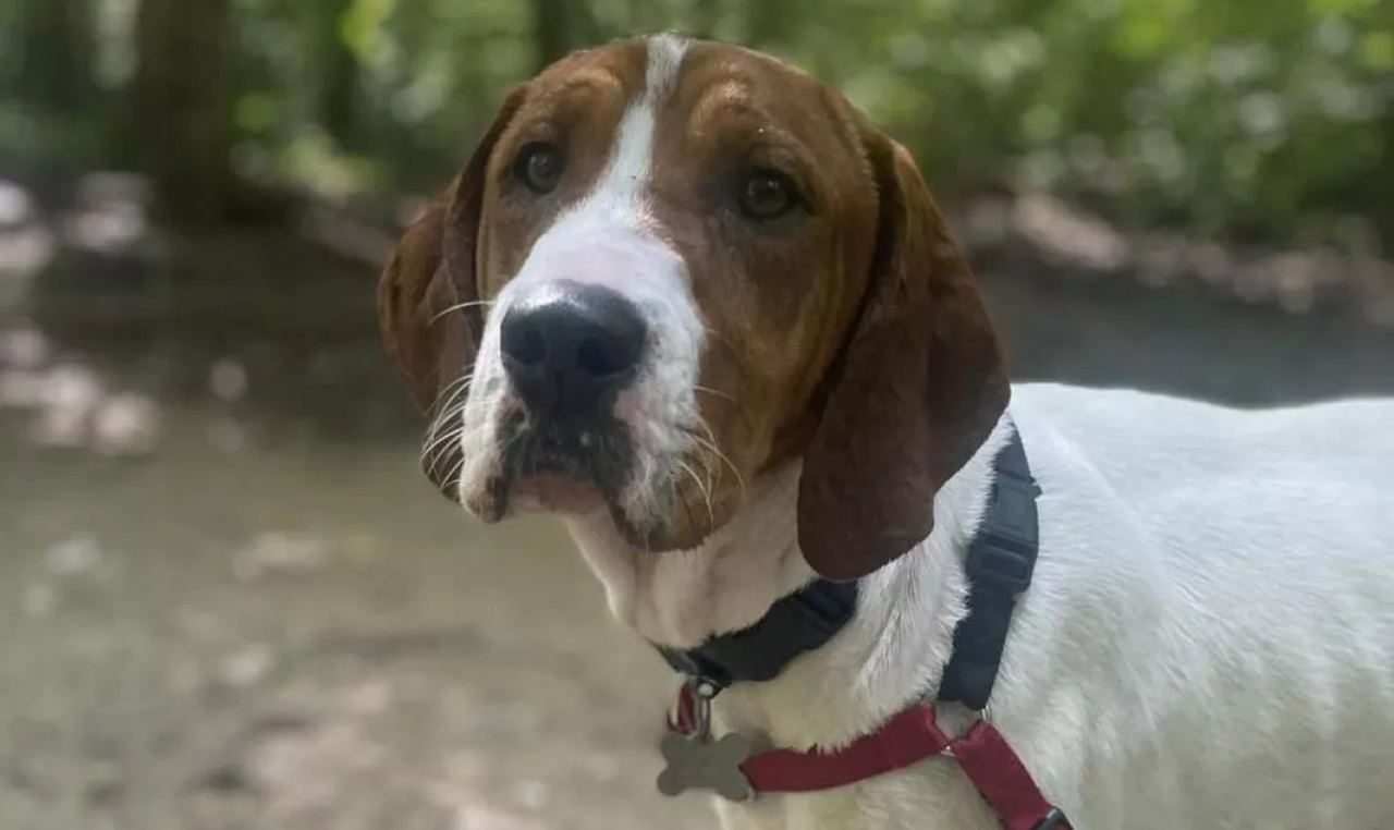 Cane al guinzaglio