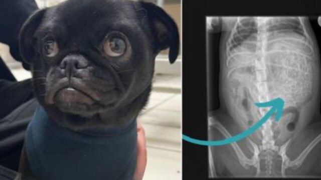 Quando la donna ha portato il suo cane malato dal veterinario, non riusciva a credere a ciò che avevano evidenziato le radiografie