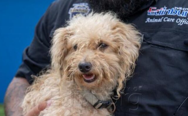 Una storia a lieto fine: il Maltipoo percorre chilometri e chilometri pur di riunirsi alla sua famiglia (VIDEO)