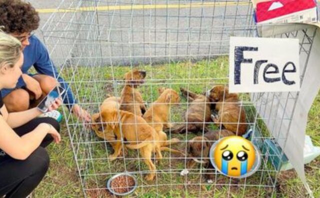 Hanno trovato sette cuccioli di cane così, dentro una gabbia con scritto “gratis”