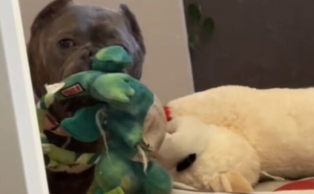 Il Pitbull appena adottato si vede allo specchio e si riconosce come qualcosa che di sicuro non è (VIDEO)