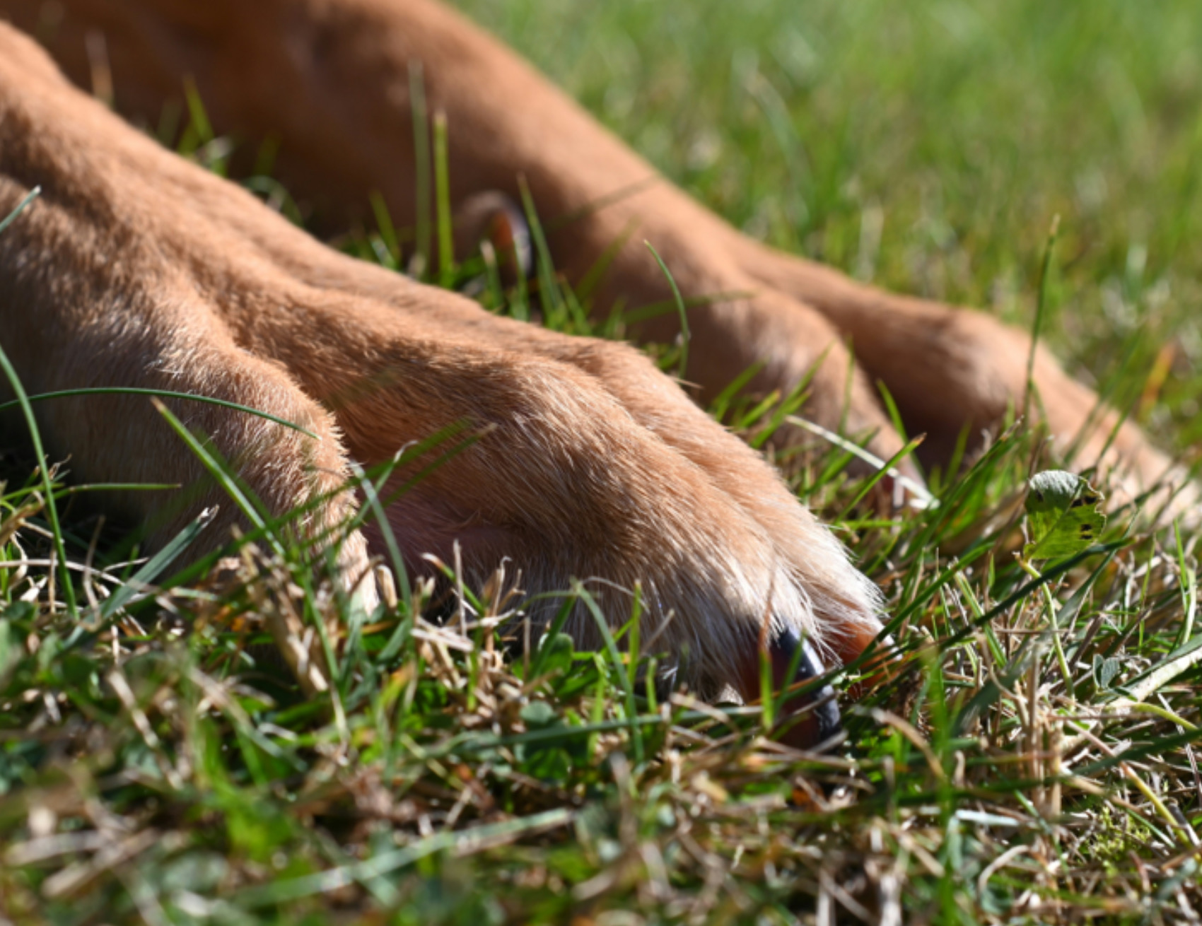 Zampe del cane