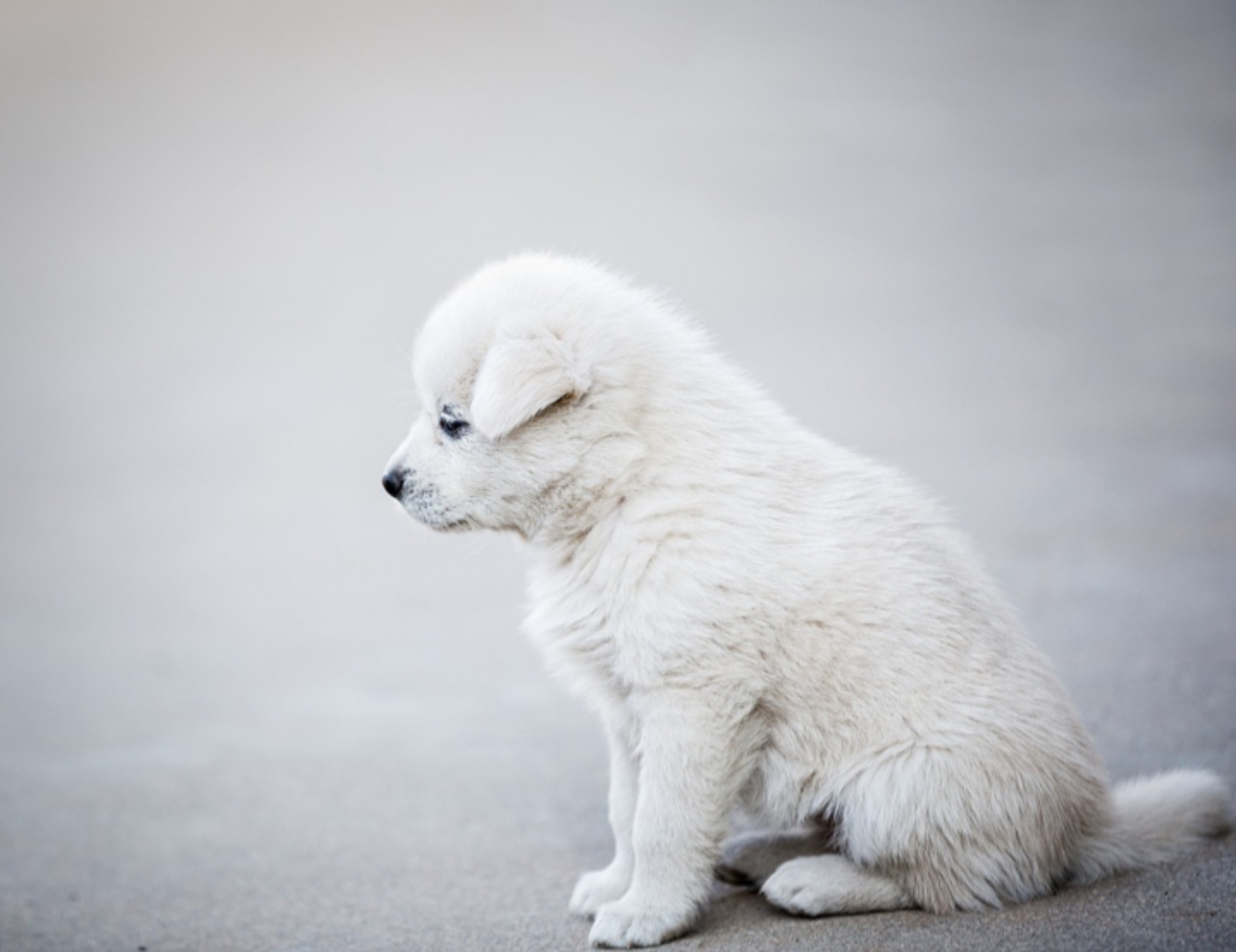 Cane guarda a lato