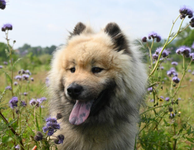 C’è troppo caldo? Queste sono (davvero) le temperature che il cane riesce a sopportare