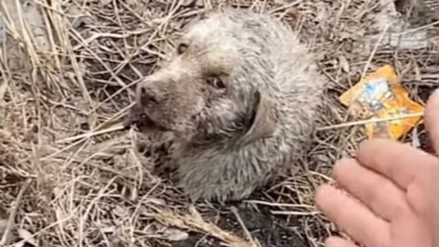 Con la mascella rotta il cane piangeva, senza riuscire a credere a ciò che il padrone gli aveva fatto -Video