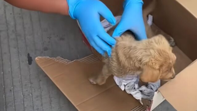 Con le zampe rotte e il muso ormai devastato, il cane giaceva inerme nella spazzatura – Video